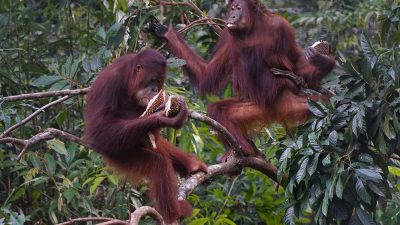 penggunaan drone tehrmal dan lidar dalam upaya pelestarian orangutan di kalimantan, indonesia