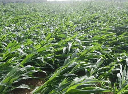 drone-khusus-pertanian-jagung.png