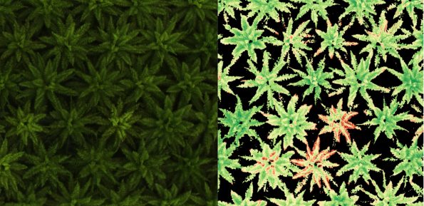 kamera-multispectral-ndvi-thermal-vs-rgb-tanaman-pertanian-scaled.jpg